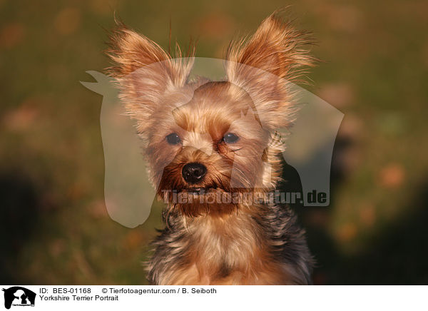 Yorkshire Terrier Portrait / BES-01168