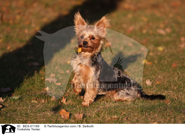 Yorkshire Terrier / BES-01169