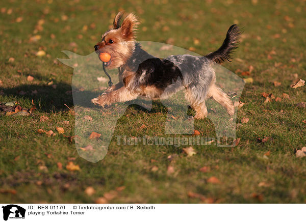 playing Yorkshire Terrier / BES-01170