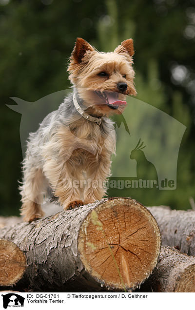 Yorkshire Terrier / DG-01701