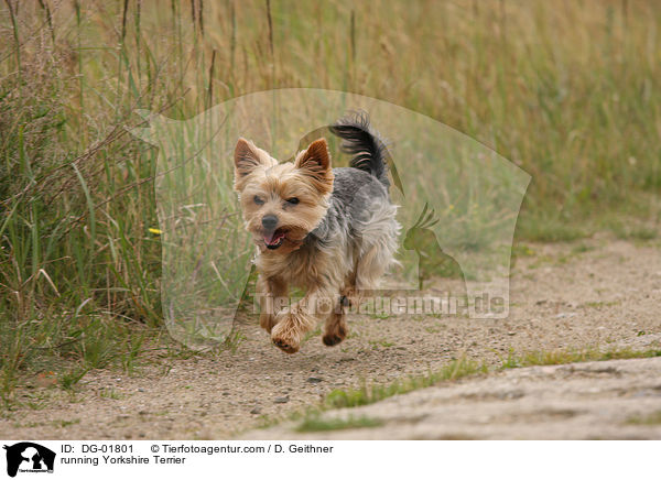 running Yorkshire Terrier / DG-01801