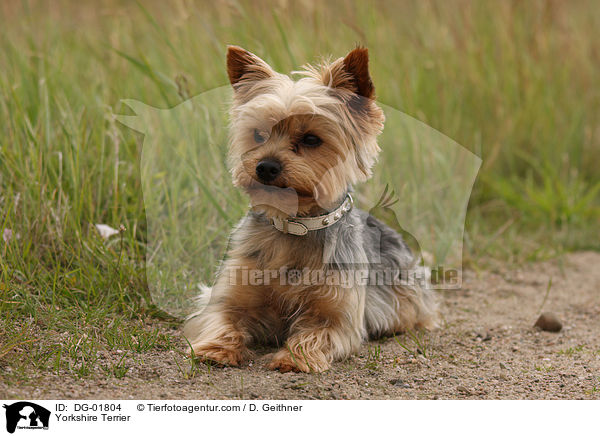 Yorkshire Terrier / DG-01804