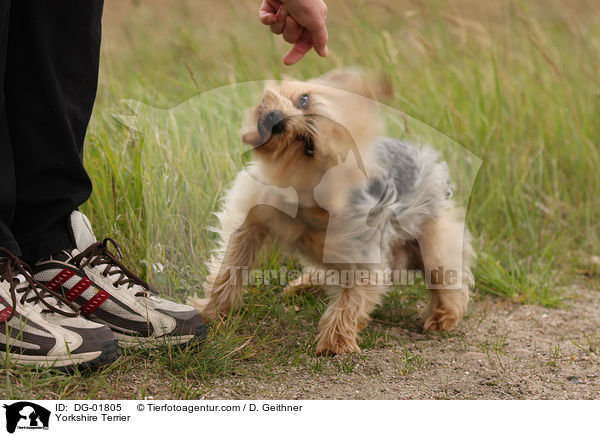 Yorkshire Terrier / DG-01805