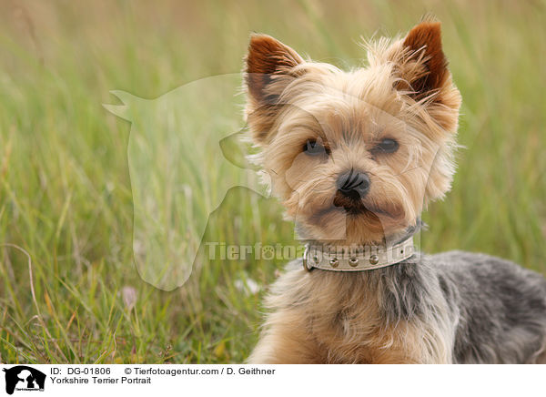 Yorkshire Terrier Portrait / DG-01806