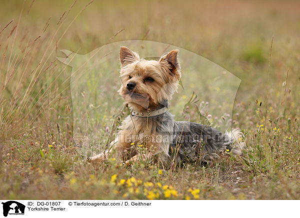 Yorkshire Terrier / DG-01807