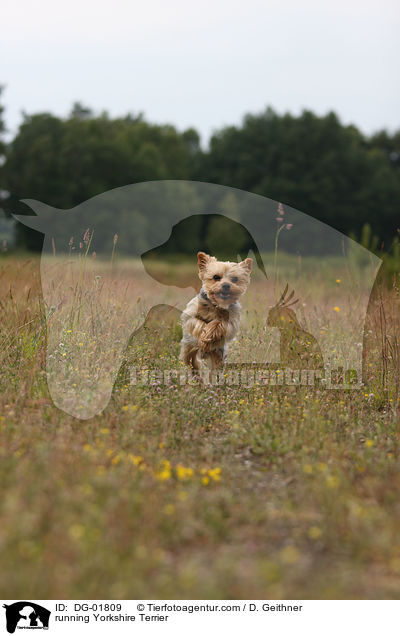 running Yorkshire Terrier / DG-01809