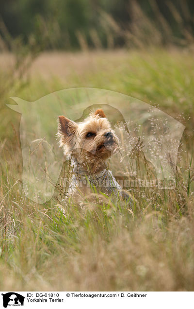 Yorkshire Terrier / DG-01810