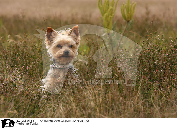 Yorkshire Terrier / DG-01811