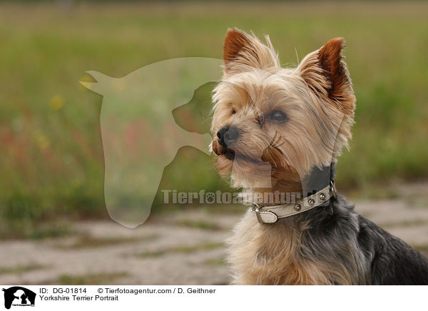 Yorkshire Terrier Portrait / DG-01814