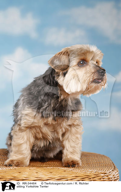 sitting Yorkshire Terrier / RR-34464