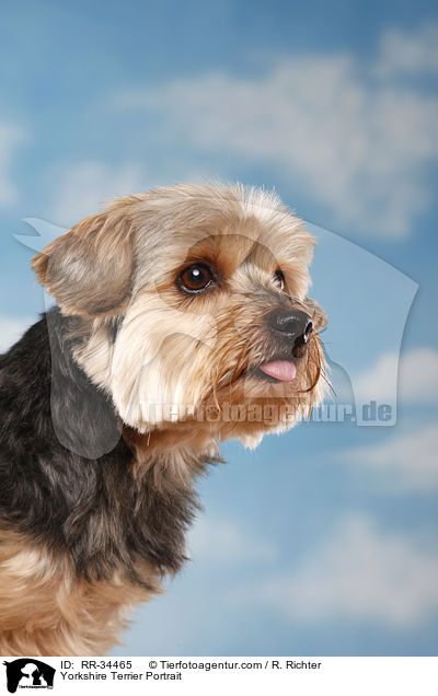 Yorkshire Terrier Portrait / RR-34465