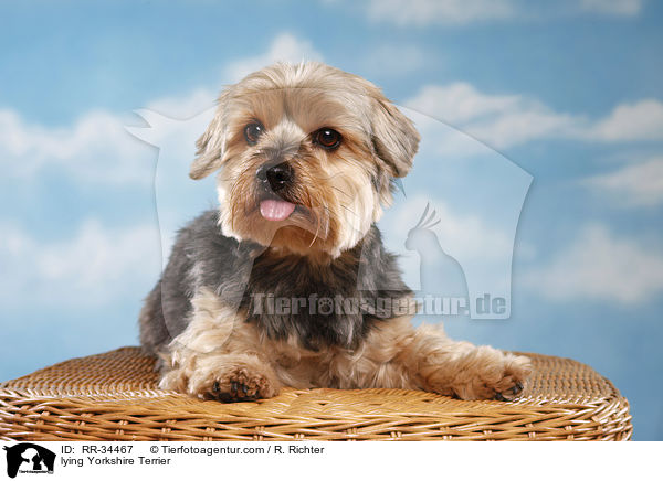 lying Yorkshire Terrier / RR-34467