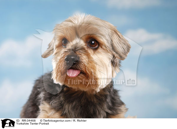 Yorkshire Terrier Portrait / RR-34468