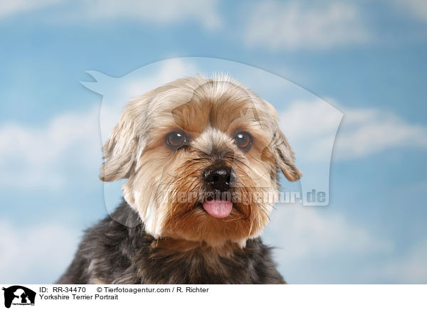 Yorkshire Terrier Portrait / RR-34470