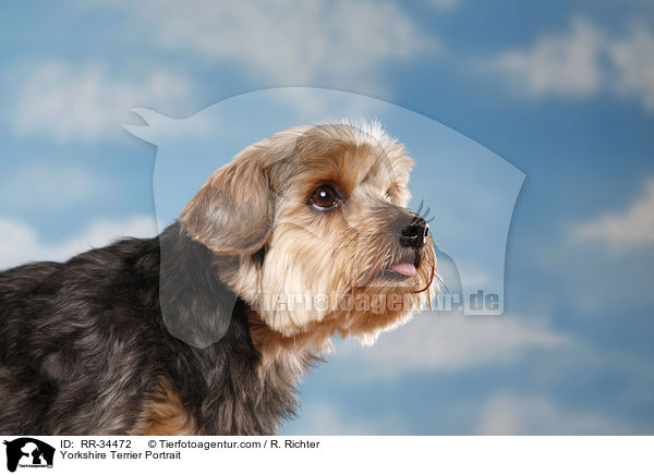 Yorkshire Terrier Portrait / RR-34472