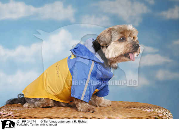 Yorkshire Terrier with raincoat / RR-34474