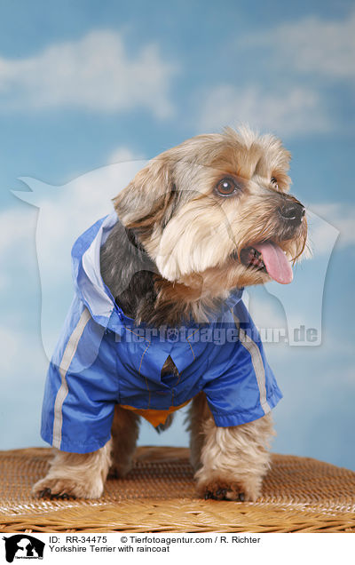 Yorkshire Terrier with raincoat / RR-34475