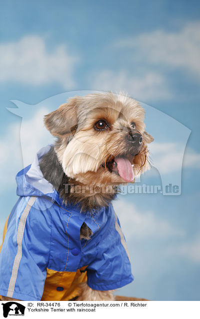Yorkshire Terrier with raincoat / RR-34476