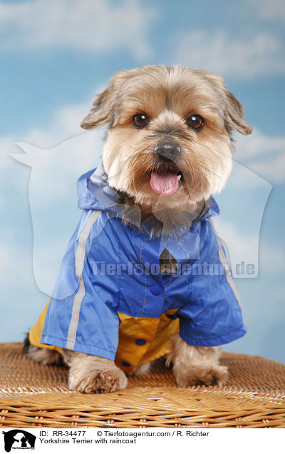 Yorkshire Terrier with raincoat / RR-34477