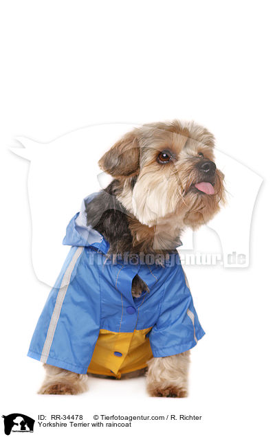 Yorkshire Terrier with raincoat / RR-34478