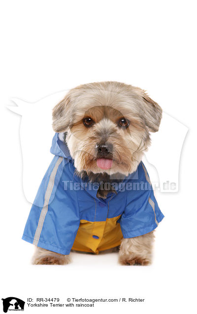Yorkshire Terrier with raincoat / RR-34479