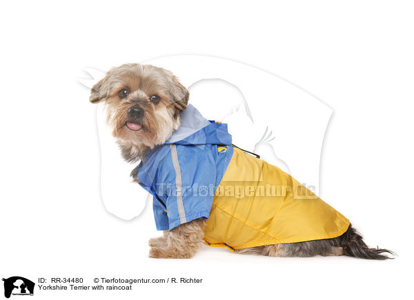 Yorkshire Terrier with raincoat / RR-34480