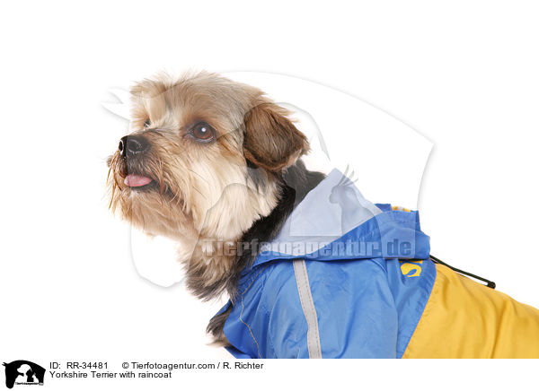 Yorkshire Terrier with raincoat / RR-34481