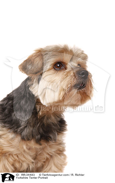 Yorkshire Terrier Portrait / RR-34483