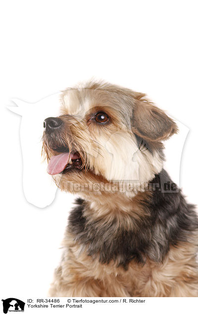 Yorkshire Terrier Portrait / RR-34486