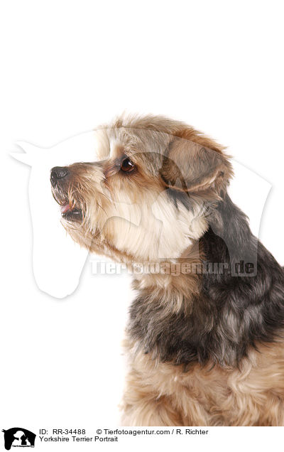 Yorkshire Terrier Portrait / RR-34488