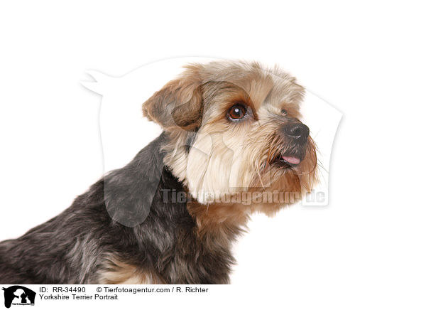 Yorkshire Terrier Portrait / RR-34490