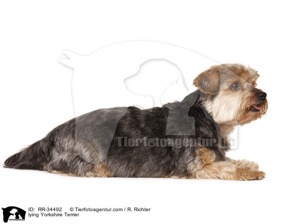 lying Yorkshire Terrier / RR-34492