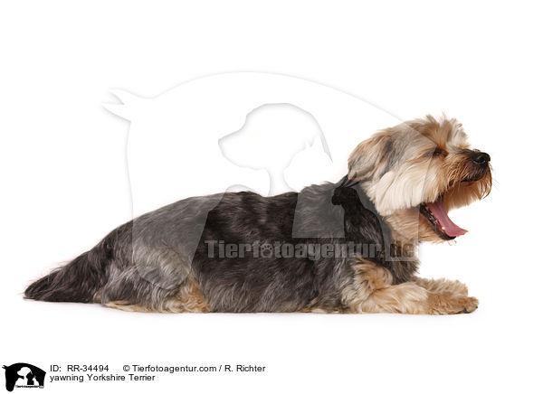 yawning Yorkshire Terrier / RR-34494
