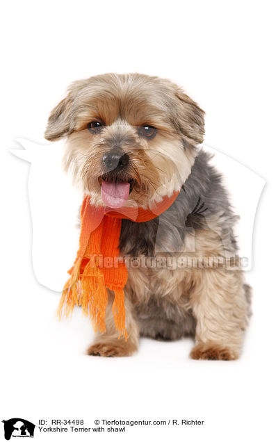 Yorkshire Terrier with shawl / RR-34498