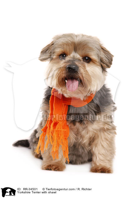 Yorkshire Terrier with shawl / RR-34501