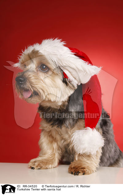 Yorkshire Terrier with santa hat / RR-34520