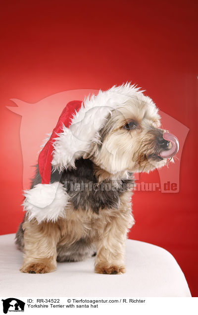 Yorkshire Terrier with santa hat / RR-34522