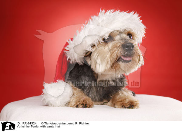 Yorkshire Terrier with santa hat / RR-34524