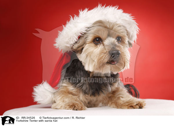 Yorkshire Terrier with santa hat / RR-34526