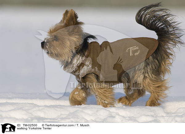 walking Yorkshire Terrier / TM-02500
