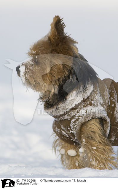 Yorkshire Terrier / TM-02508