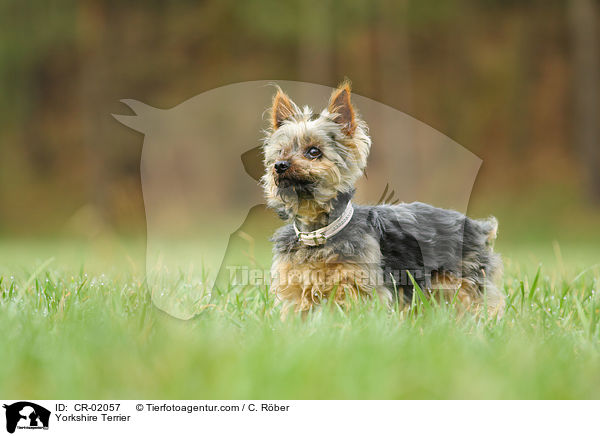Yorkshire Terrier / CR-02057