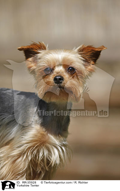 Yorkshire Terrier / RR-35928