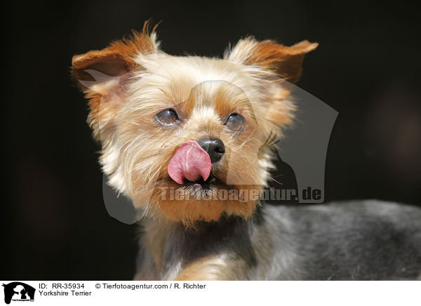 Yorkshire Terrier / RR-35934