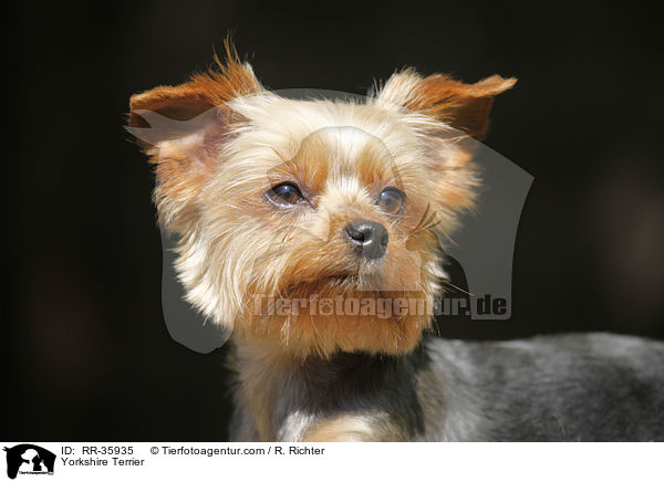 Yorkshire Terrier / RR-35935