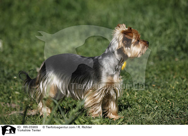 Yorkshire Terrier / RR-35969