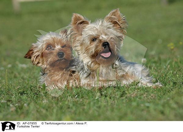 Yorkshire Terrier / AP-07855