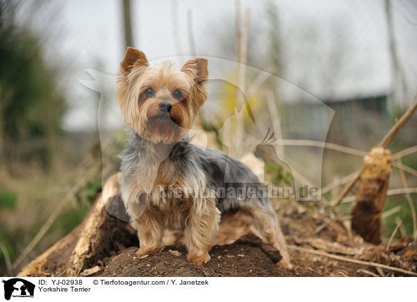 Yorkshire Terrier / YJ-02938