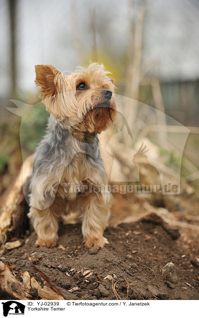 Yorkshire Terrier / YJ-02939