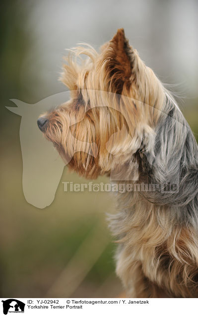 Yorkshire Terrier Portrait / YJ-02942